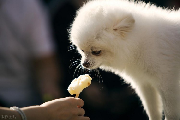 想要博美犬的寿命更长宠主这6个坏习惯最好都抛掉