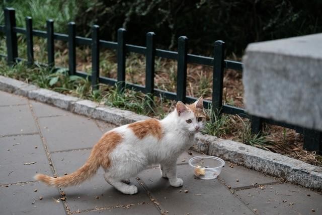 喂久了的流浪猫还会记得经常喂它的人吗