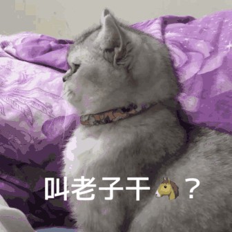 猫咪表情包合集：每天都要看一眼我这贫穷的脸