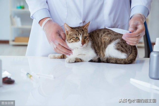 养猫最怕猫生病，读猫家庭医学百科，变成猫家庭医生