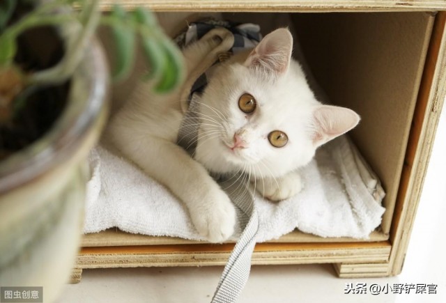 宠物养病护理指南：猫狗生病了铲屎官在家如何护理