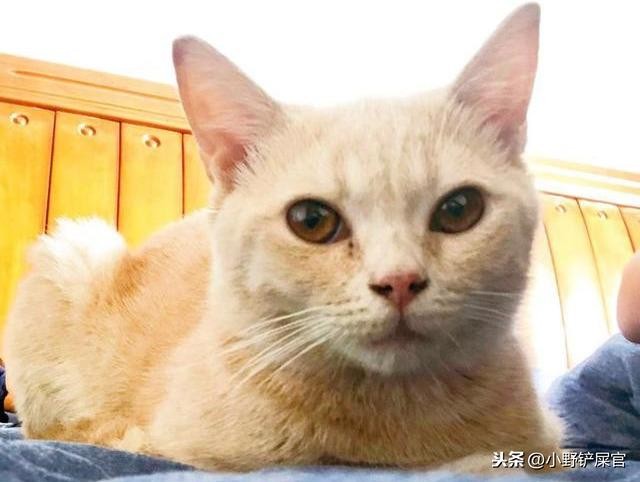 宠物养病护理指南：猫狗生病了铲屎官在家如何护理